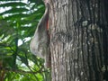 Colugo Animal also known as Sunda flying lemur or Sunda colugo or Malayan flying lemur Royalty Free Stock Photo